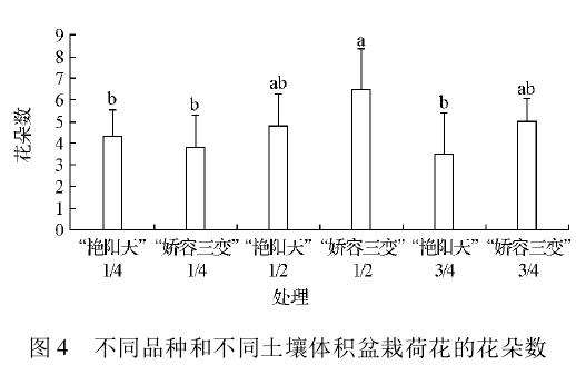 种藕时放置角度对荷花盆栽生长的影响
