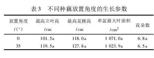 种藕时放置角度对荷花盆栽生长的影响
