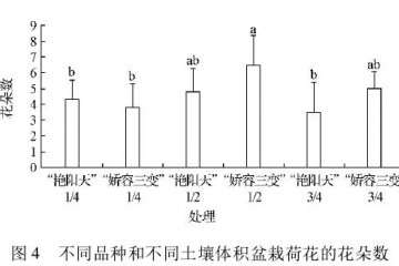 种藕时放置角度对荷花盆栽生长的影响