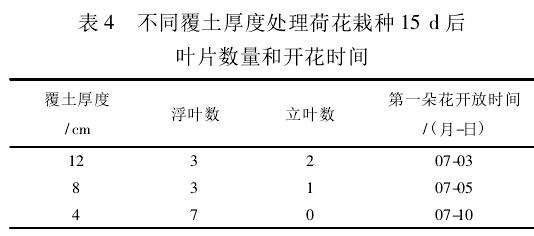 覆土厚度对荷花盆栽生长的影响 图片