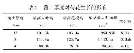 施肥方式对荷花盆栽有什么影响 图片