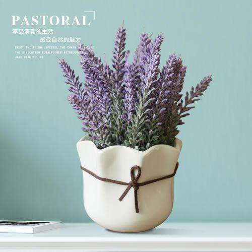 薰衣草盆栽有什么生物学特性 图片