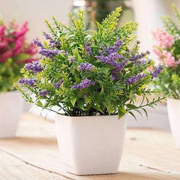 薰衣草盆栽有什么生物学特性 图片