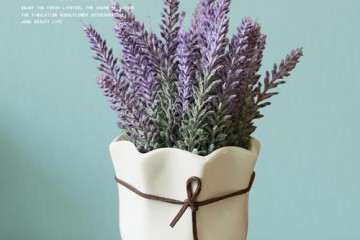 薰衣草盆栽有什么生物学特性 图片