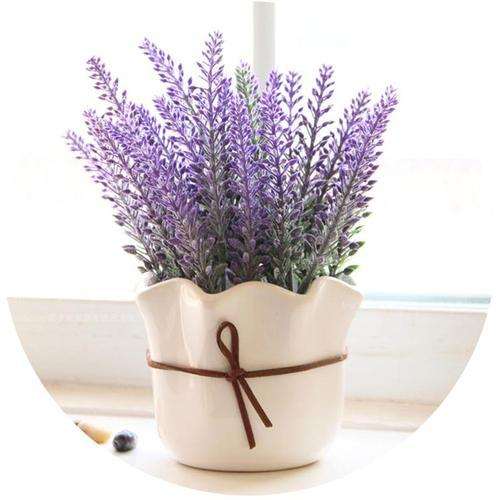 薰衣草盆栽属植有哪些分类 图片