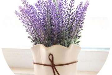 薰衣草盆栽属植有哪些分类 图片