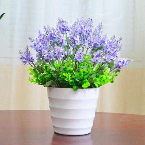 薰衣草盆栽在国外种植有哪些分布 图片