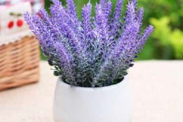 薰衣草盆栽在国内种植有哪些分布 图片