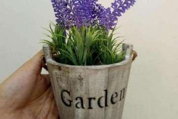 薰衣草盆栽植物有哪些应用研究 图片