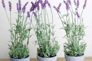 薰衣草盆栽在医学有哪些临床研究 图片