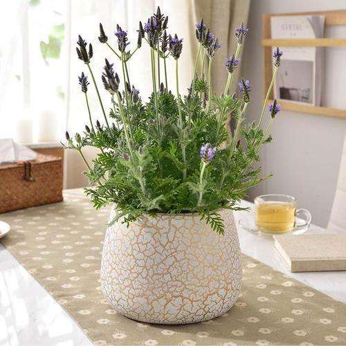 薰衣草盆栽怎么繁殖的技术研究 图片