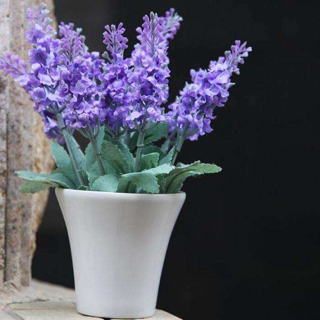 薰衣草盆栽怎么繁殖的技术研究 图片