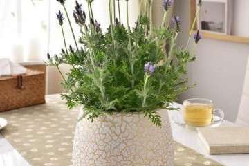 薰衣草盆栽怎么繁殖的技术研究 图片