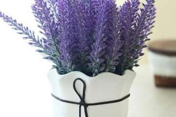 薰衣草盆栽怎么栽培的技术研究