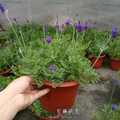 研究薰衣草盆栽有什么目的与意义