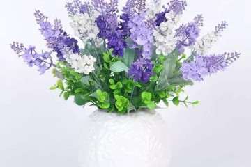 薰衣草盆栽萌芽特性的研究报告 图片