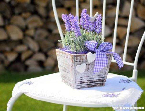 不同浓度GA3对薰衣草盆栽发芽率的影响