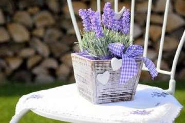 不同浓度GA3对薰衣草盆栽发芽率的影响