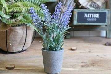 GA3对薰衣草盆栽发芽率有什么影响