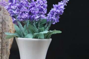 不同基质对盆栽薰衣草生长发育的影响