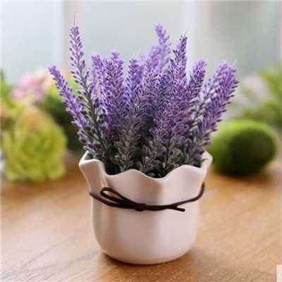 不同基质对狭叶薰衣草盆栽株高的影响