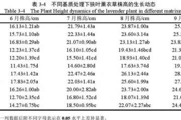 不同基质对狭叶薰衣草盆栽株高的影响