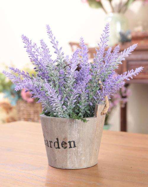 不同基质对狭叶薰衣草盆栽冠幅的影响