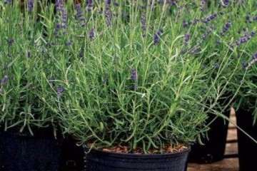 不同基质对狭叶薰衣草盆栽上部分干鲜重的影响