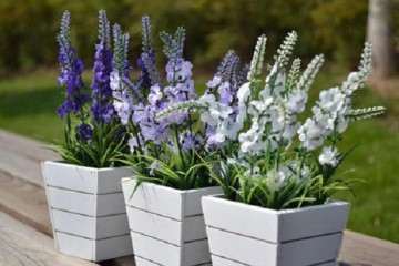 不同基质对薰衣草盆栽下部分干鲜重的影响