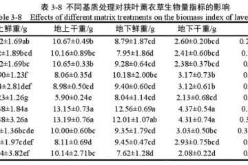 不同基质对狭叶薰衣草盆栽根冠比的影响