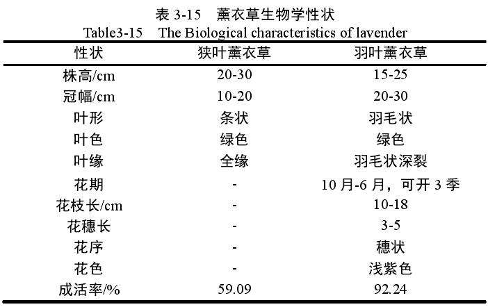 种薰衣草盆栽情况的比较 图片