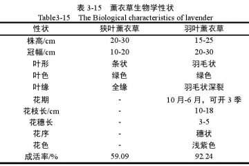 种薰衣草盆栽不同情况的比较 图片