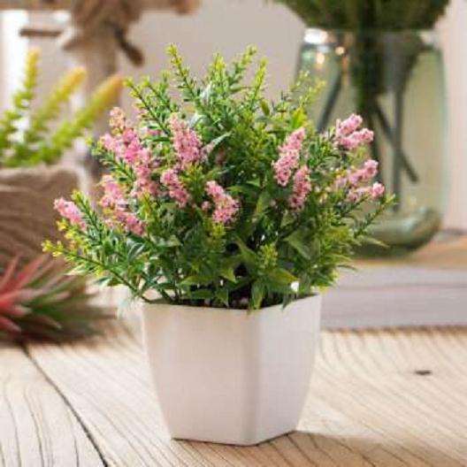 不同基质对薰衣草盆栽生长有什么影响