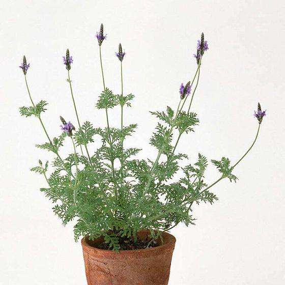 不同基质对薰衣草盆栽生长有什么影响