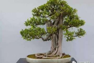 怎么制作附石式盆景的方法 图片