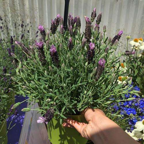 什么基质最适宜盆栽薰衣草 图片