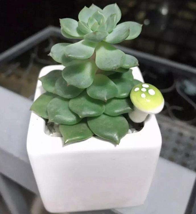 多肉植物为什么会徒长 怎么办 图片