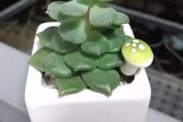 多肉植物为什么会徒长 怎么办 图片