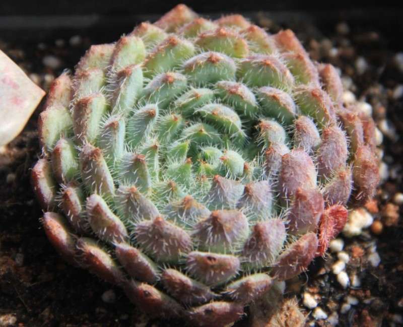 如何避免多肉植物徒长 什么方法 图片