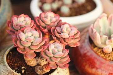 如何避免多肉植物徒长 什么方法 图片