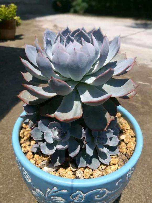 多肉徒长后怎么办 有什么方法 图片