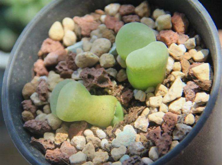 多肉徒长后怎么办 有什么方法 图片