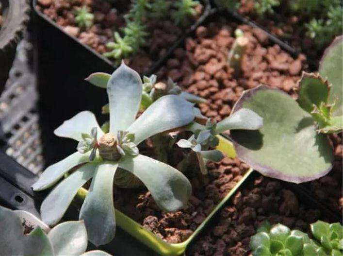 多肉徒长后怎么办 有什么方法 图片