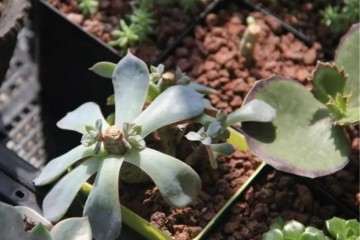 多肉徒长后怎么办 有什么方法 图片