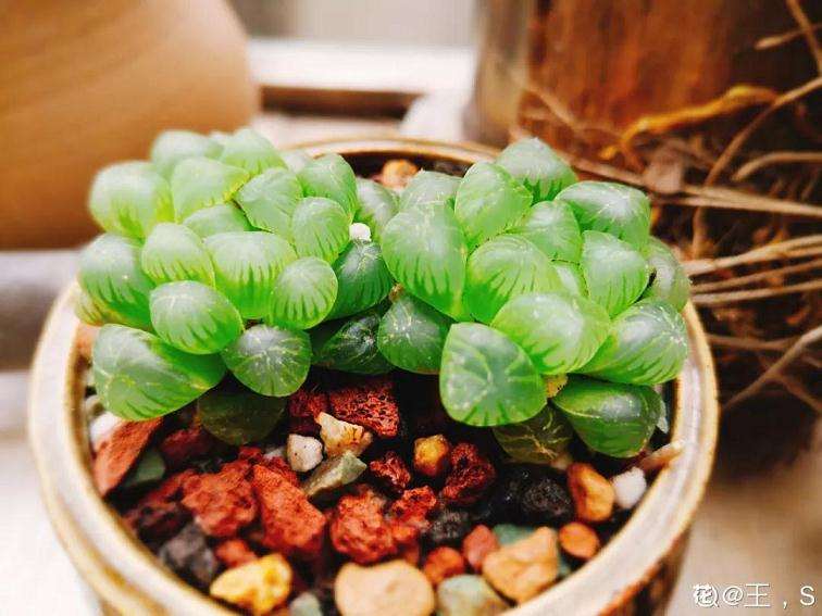 哪些多肉植物不容易徒长 图片