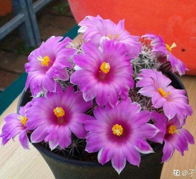 哪些多肉植物不容易徒长 图片