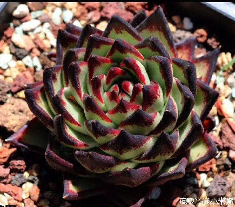 哪些多肉植物不容易徒长 图片