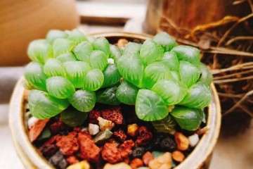 哪些多肉植物不容易徒长 图片