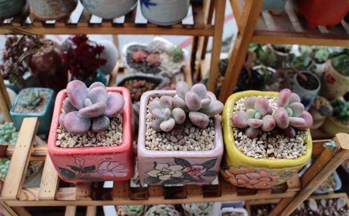 多肉植物怎么光照通风的方法 图片