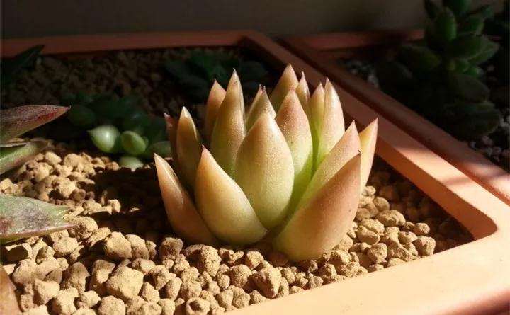 多肉植物怎么光照通风的方法 图片